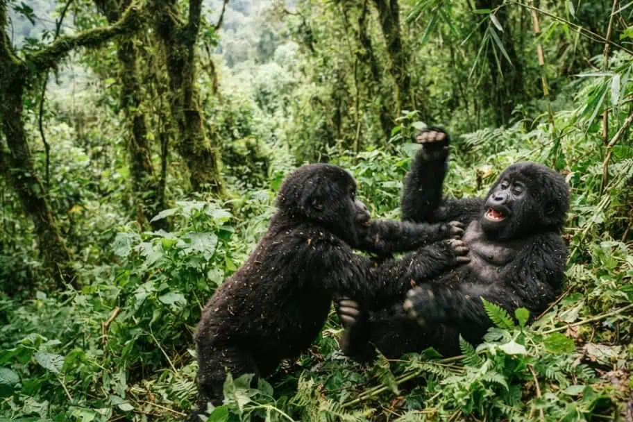 Mountain Gorillas in Rwanda