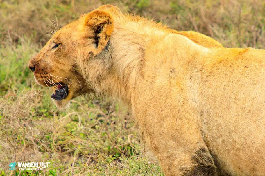 Camping in the Serengeti