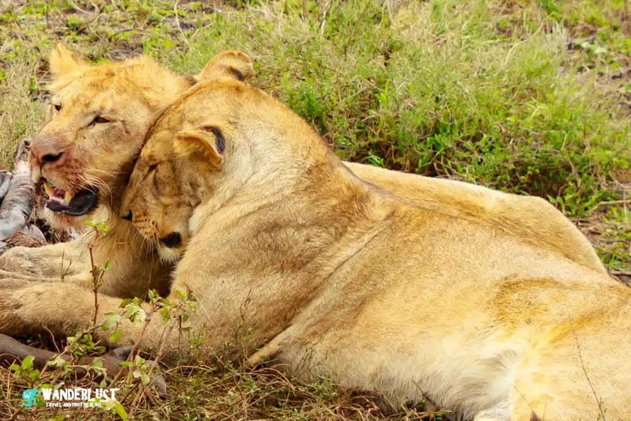 Camping in the Serengeti