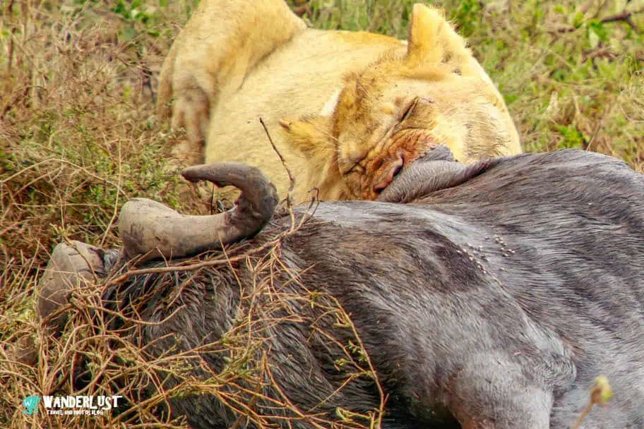 Camping in the Serengeti