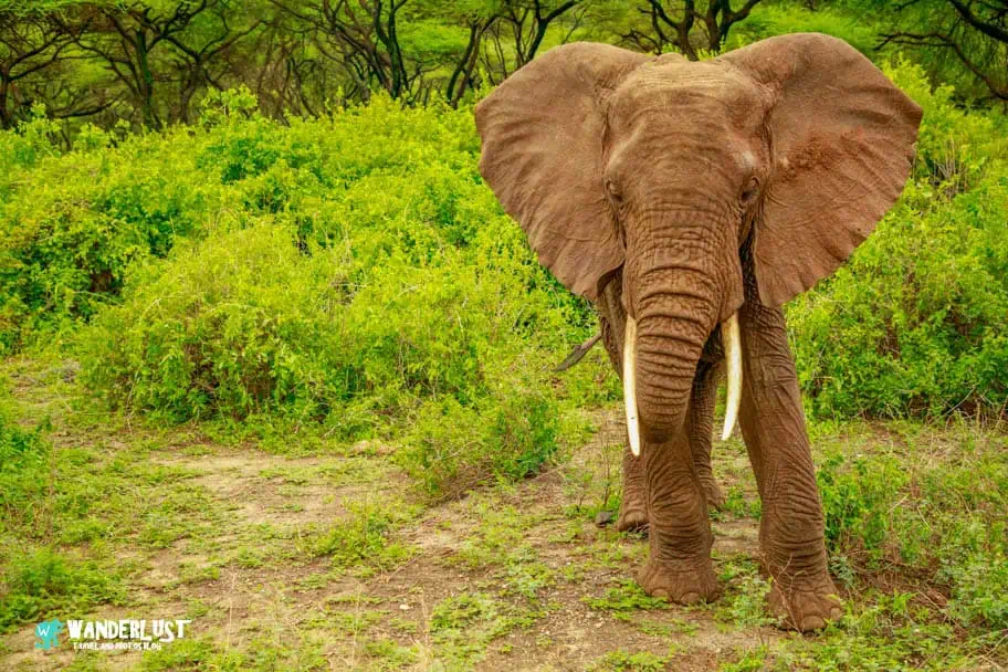 Lake Manyara National Park Elephant Photo Using the Rule of Thirds Lake Manyara National Park Elephant