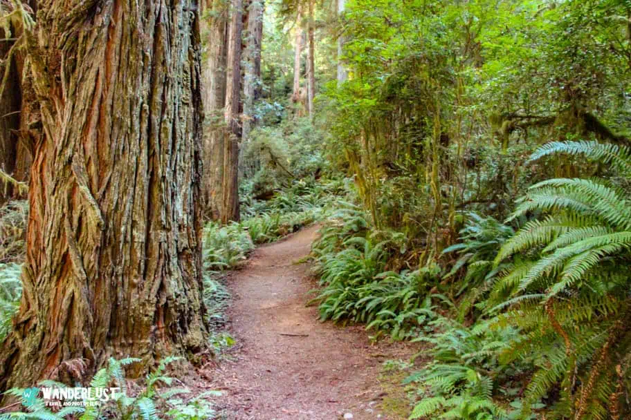 Photo of Redwood National Park with the proper White Balance Redwood National Park