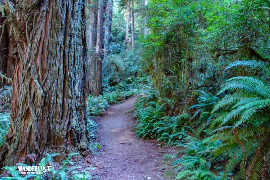 Photo of Redwood National Park without Adjusting White Balance Redwood National Park