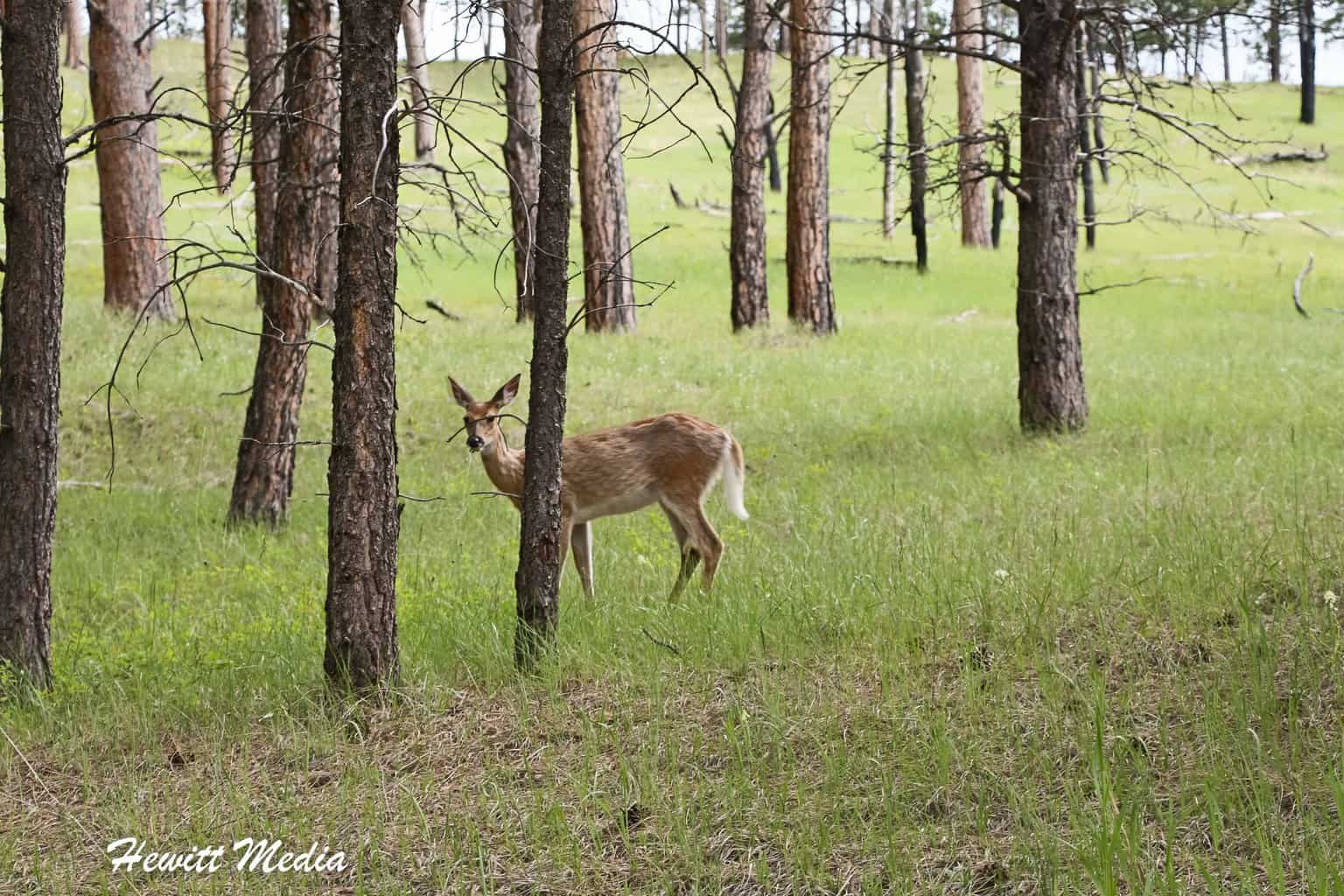 Devils Tower National Monument Wildlife Devils Tower National Monument Guide