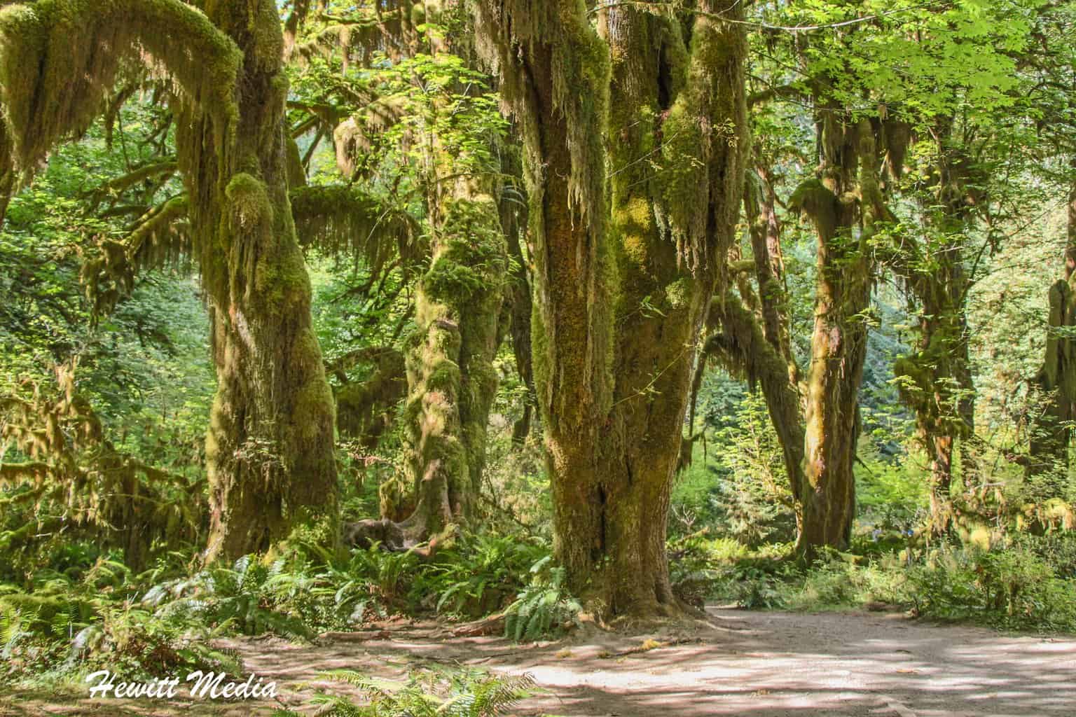 Olympic National Park Guide - Hoh Rain Forest
