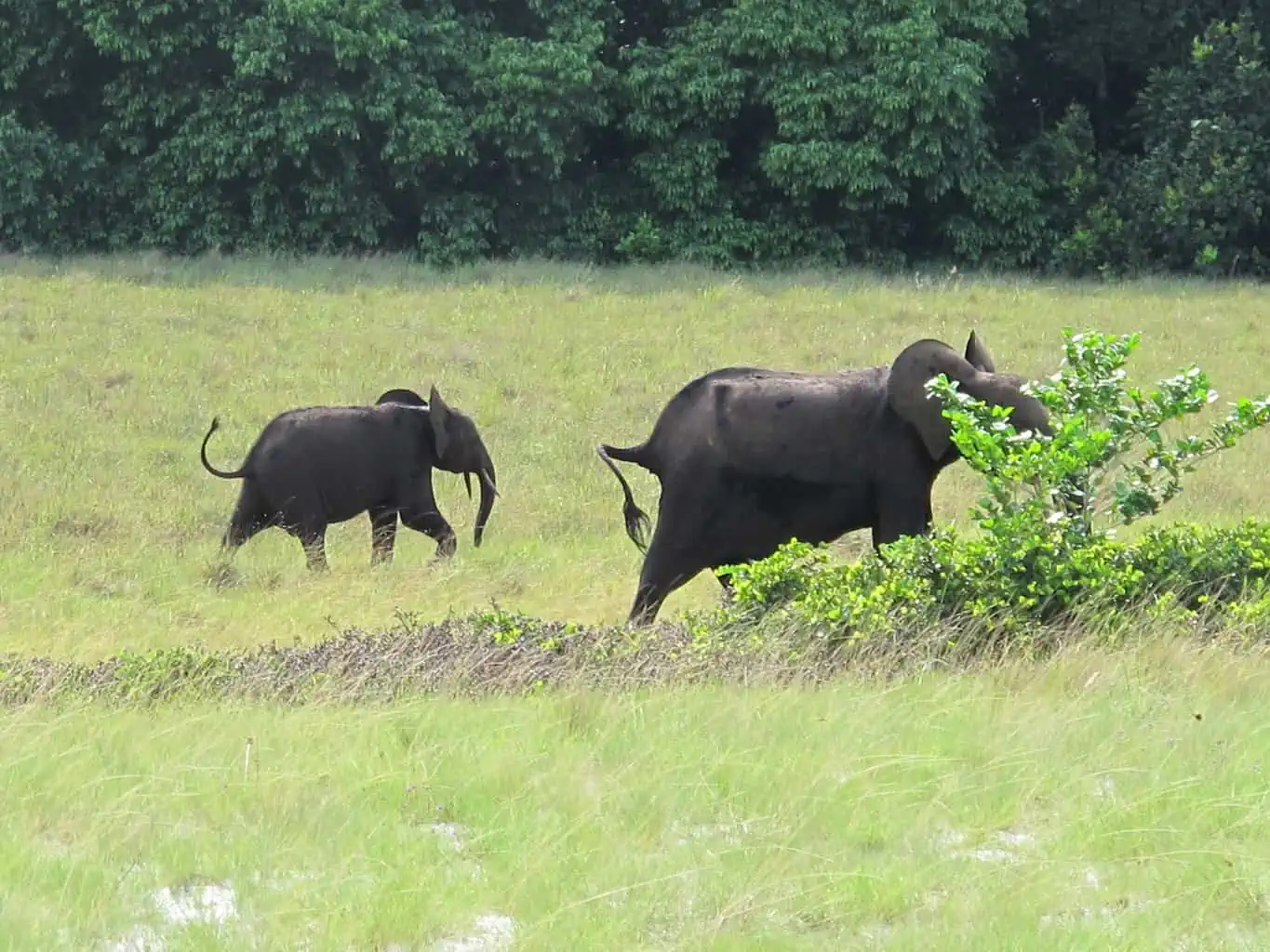 Safari in Loango
