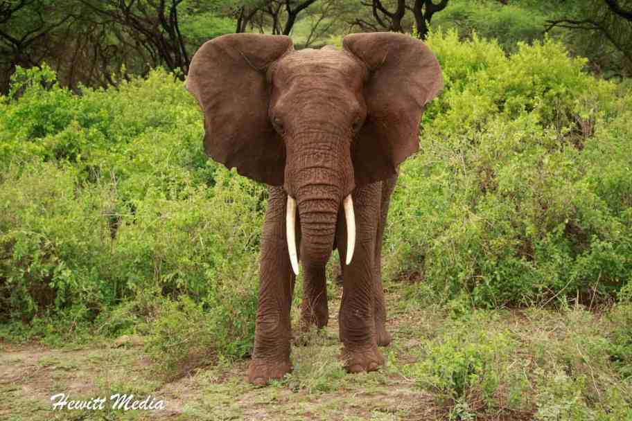 Lake Manyara National Park