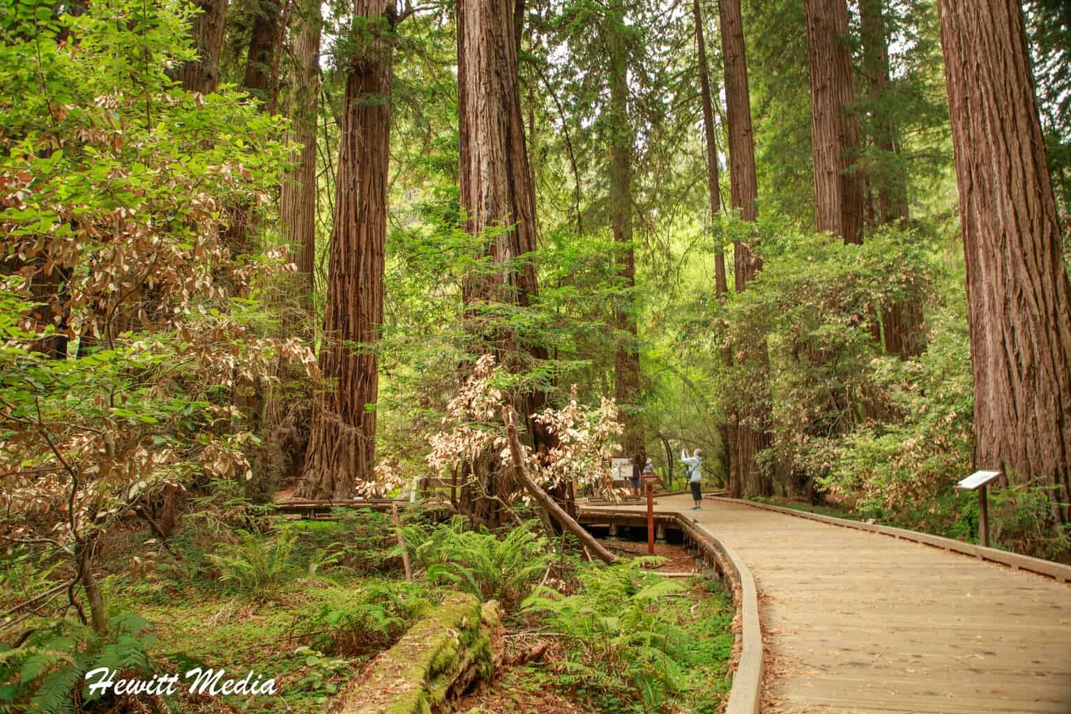 Muir Woods-4977