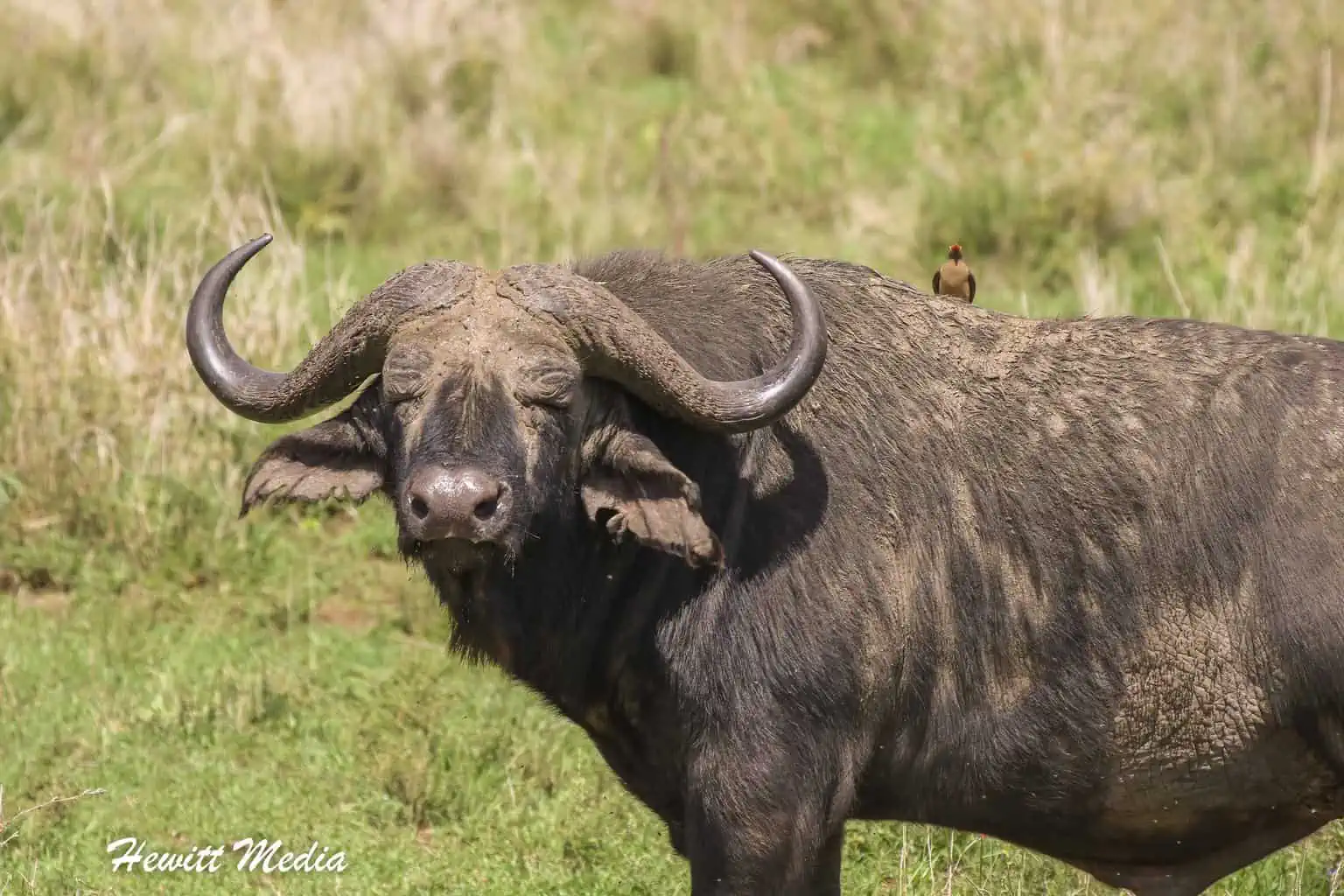 Buffalo and the Ox Pecker