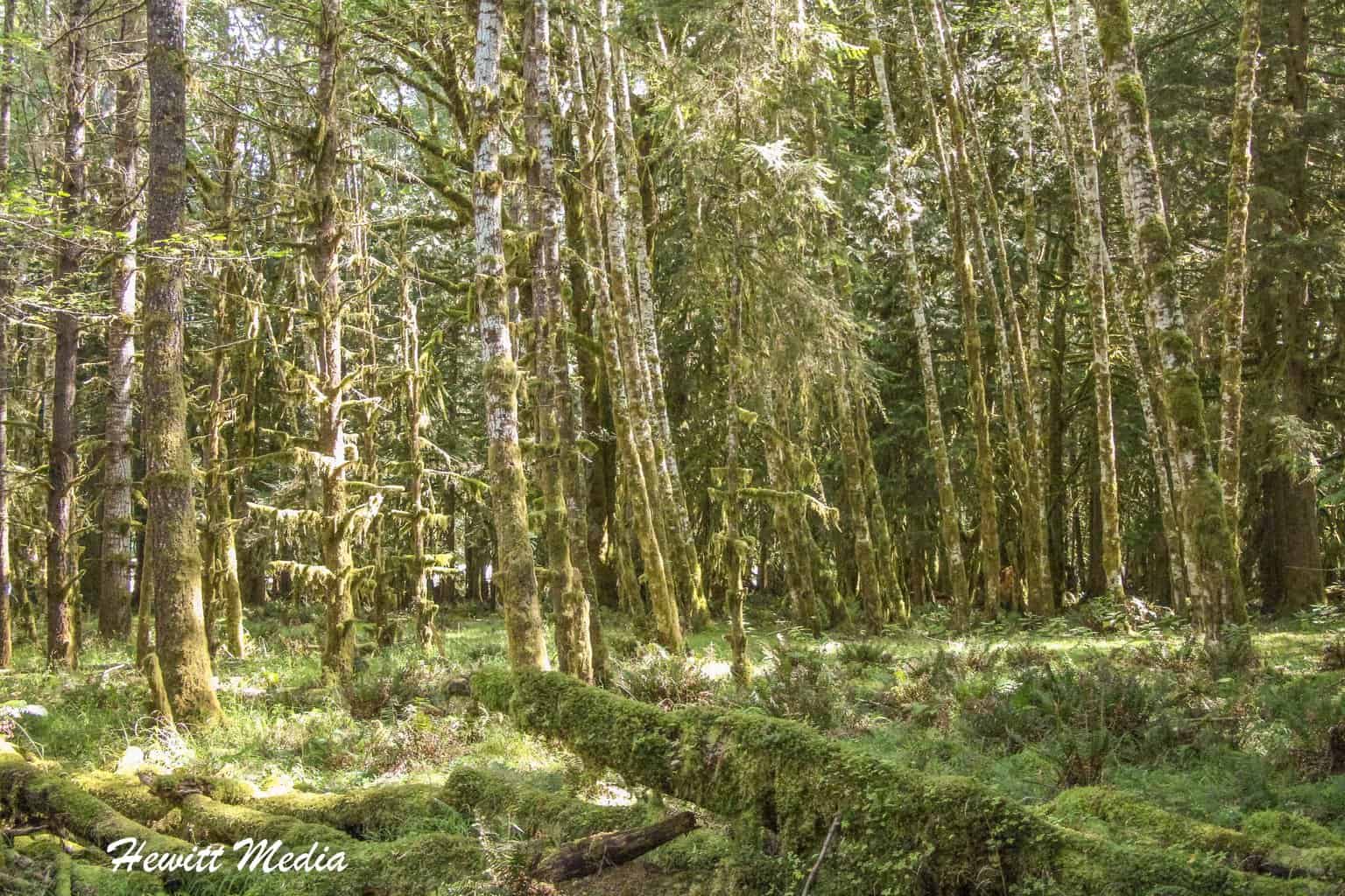 Olympic National Park Guide - Quinault Rain Forest