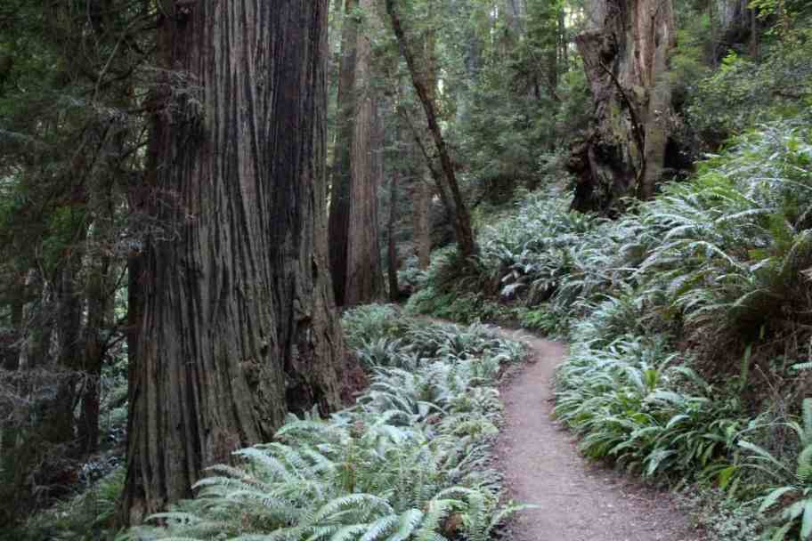 Redwood National Park