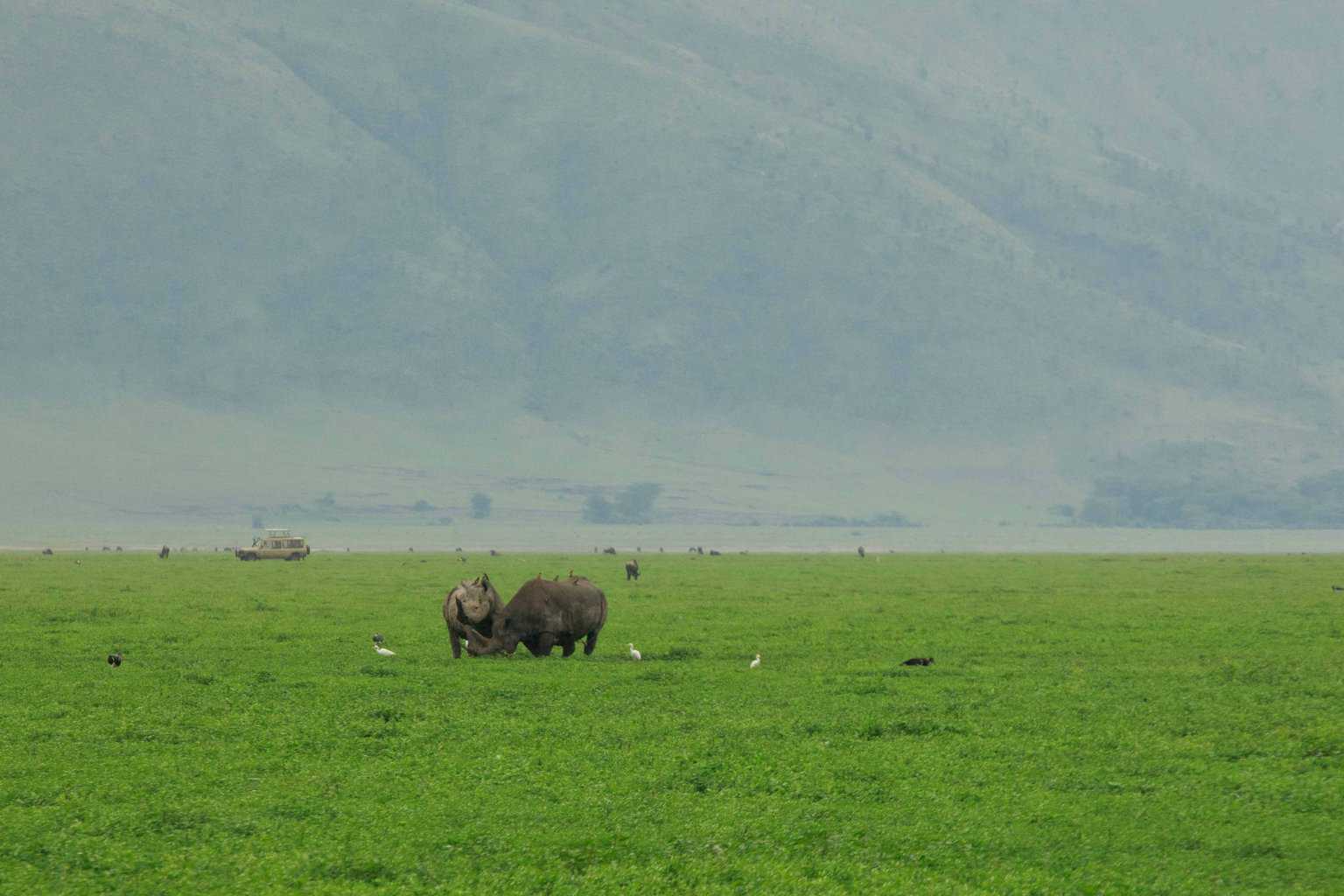 Rhinos Chasing Hyenas
