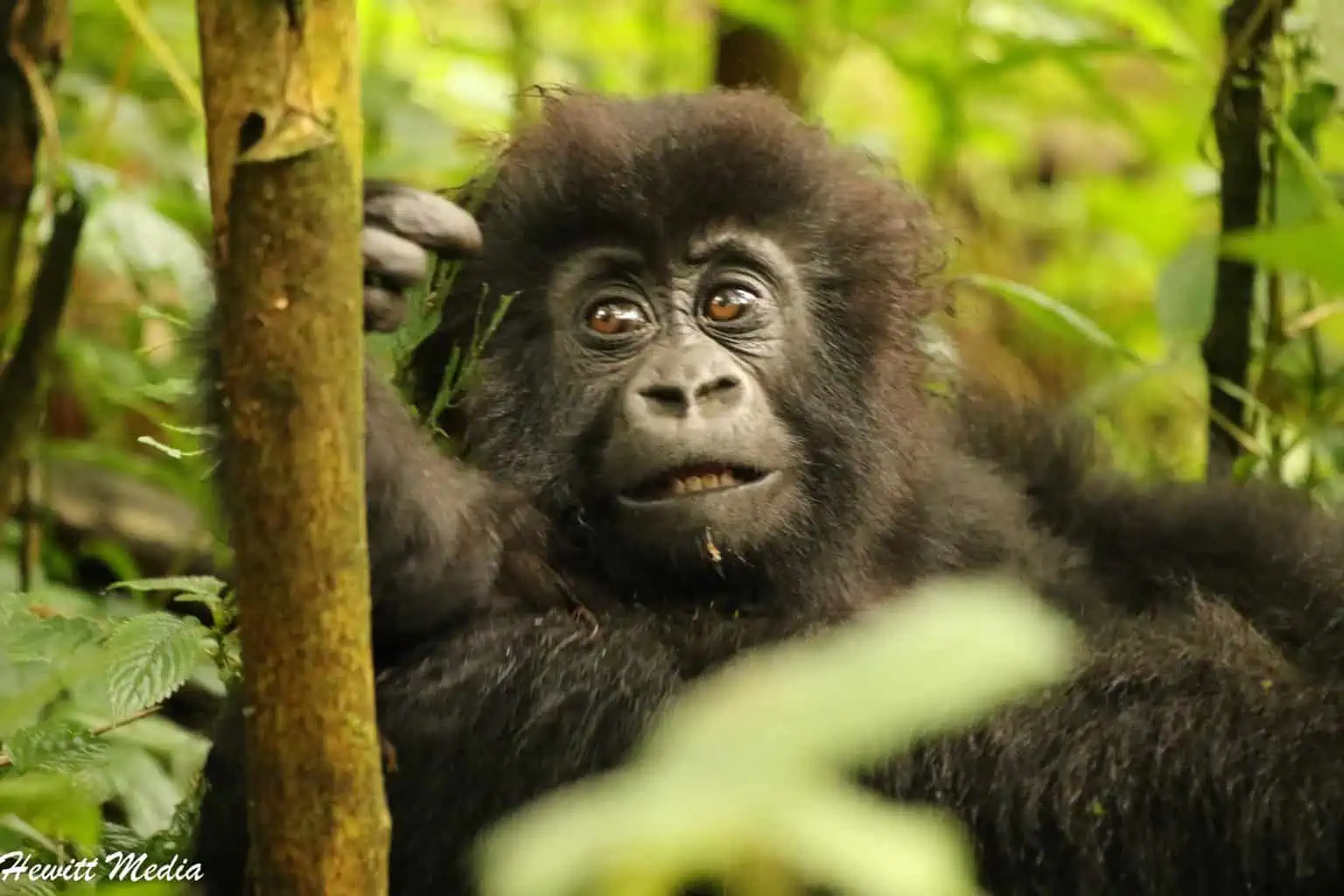 National Parks in the World - Volcanoes National Park, Rwanda