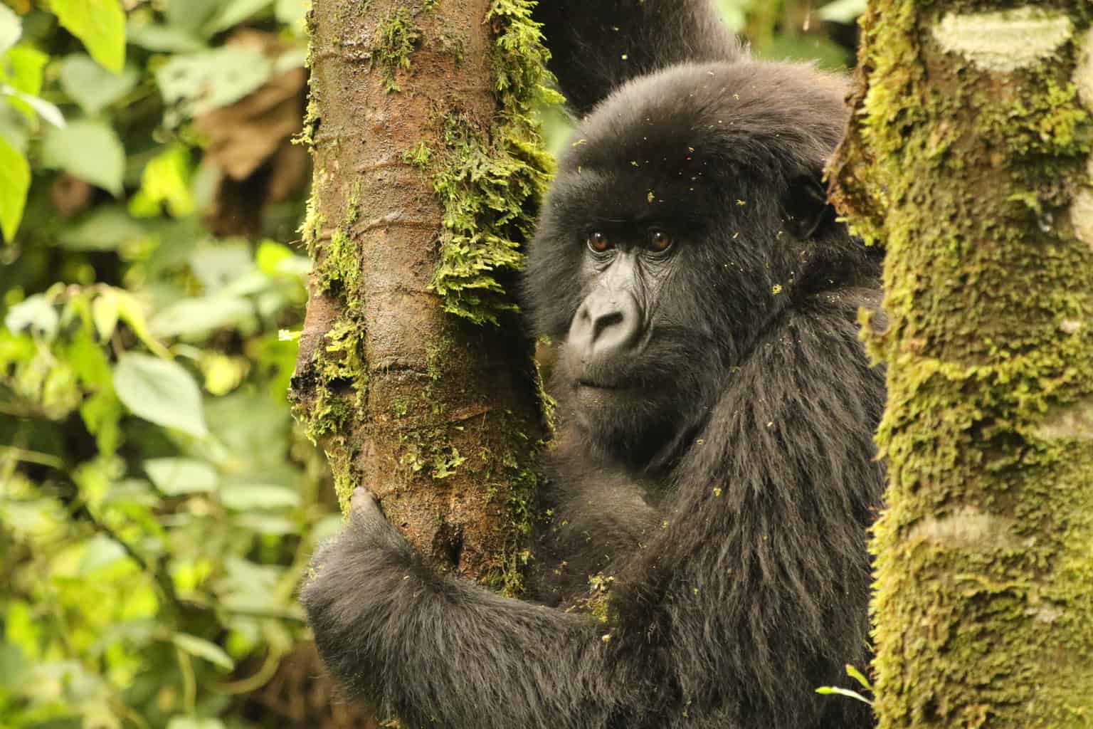 Trekking to See Gorillas in Rwanda