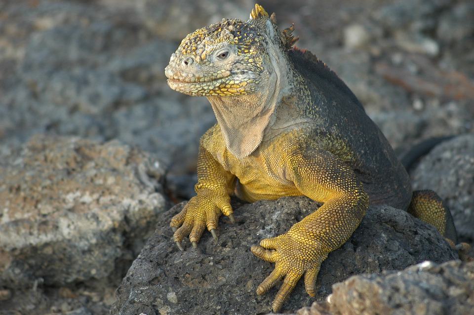 Galapagos Lizard.jpg