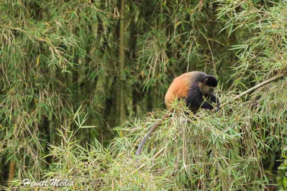 Trek to See Gorillas - Golden Monkey