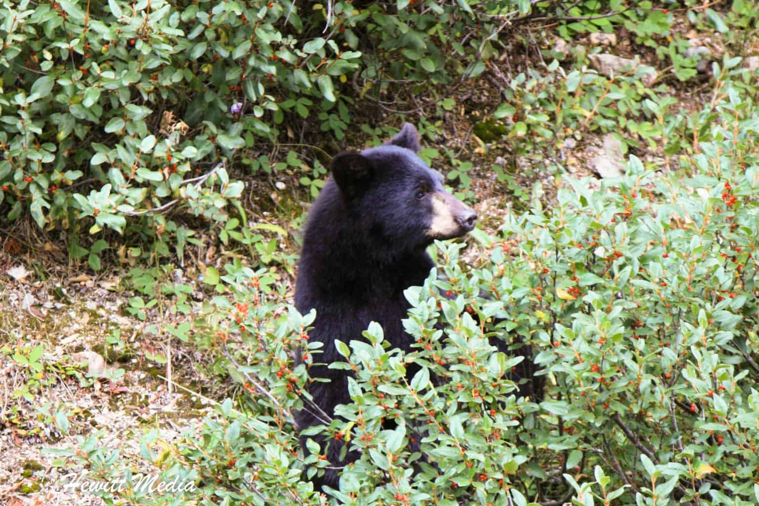 Black Bear in Banff National Park
