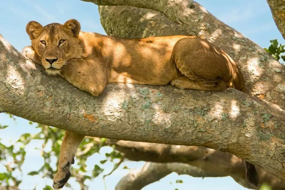Top Tanzania Safari Locations - Lake Manyara National Park