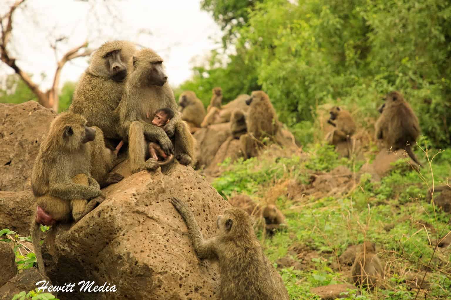 Lake Manyara Safari - Baboons