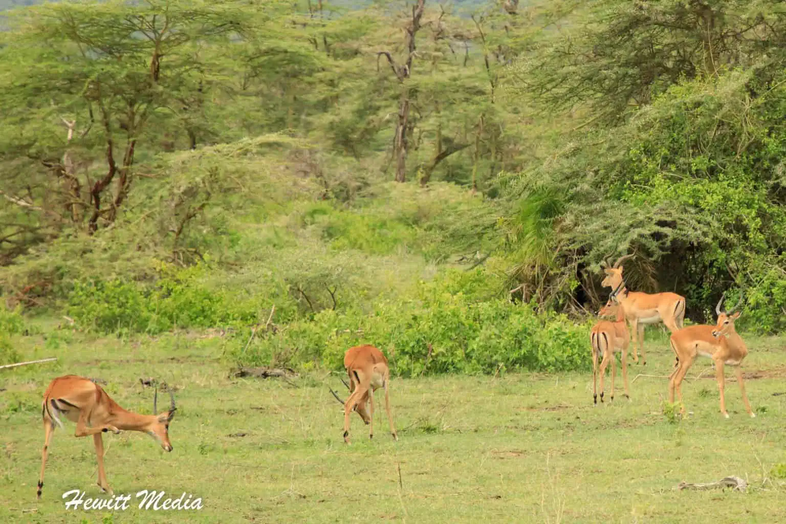 Lake Manyara Safari Tanzania