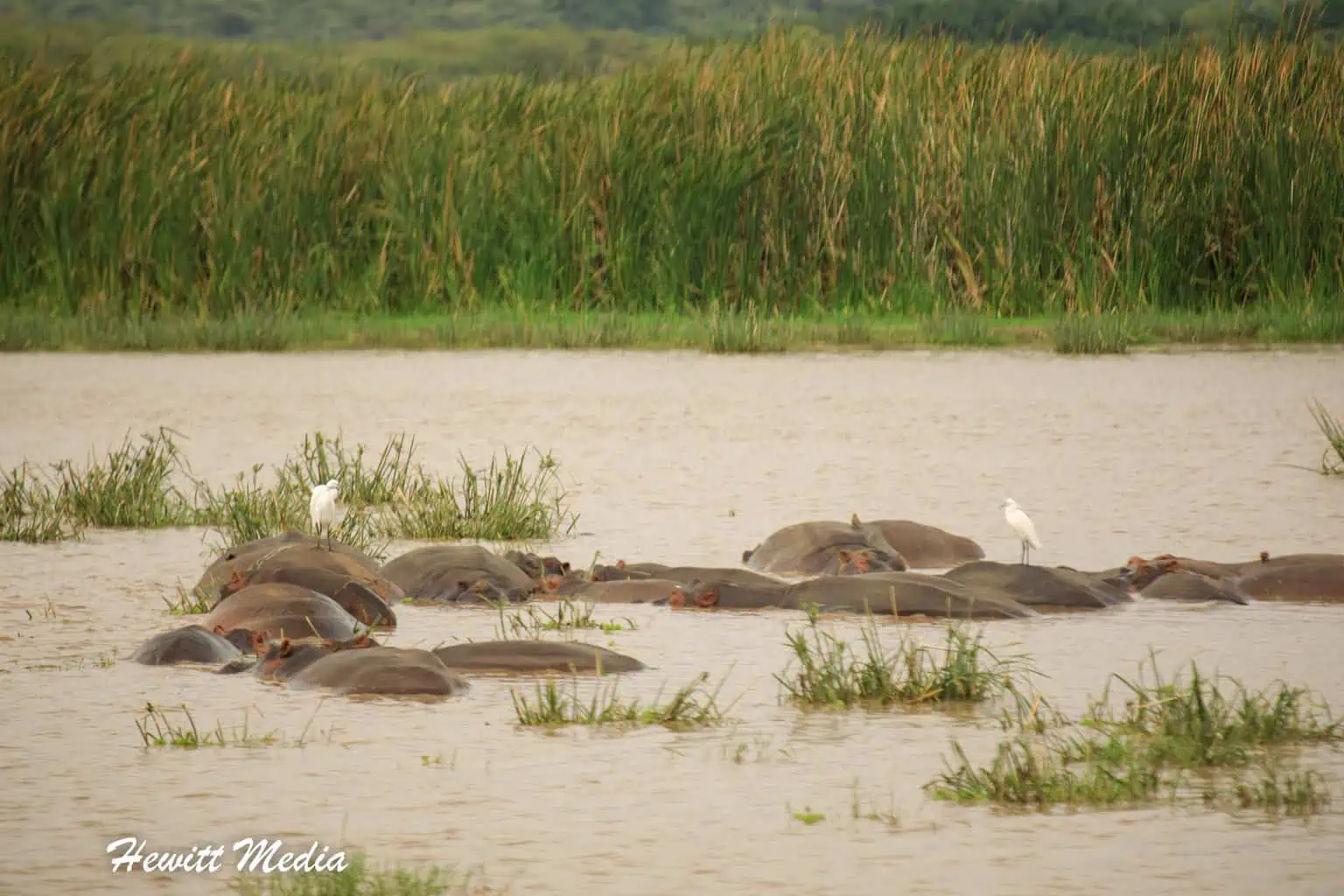 Lake Manyara Safari Tanzania