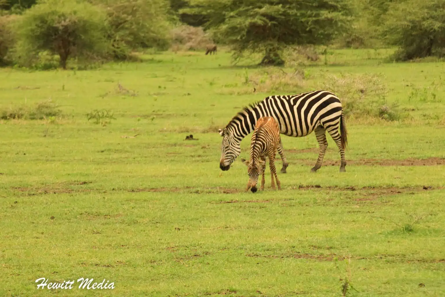 Lake Manyara Safari Tanzania