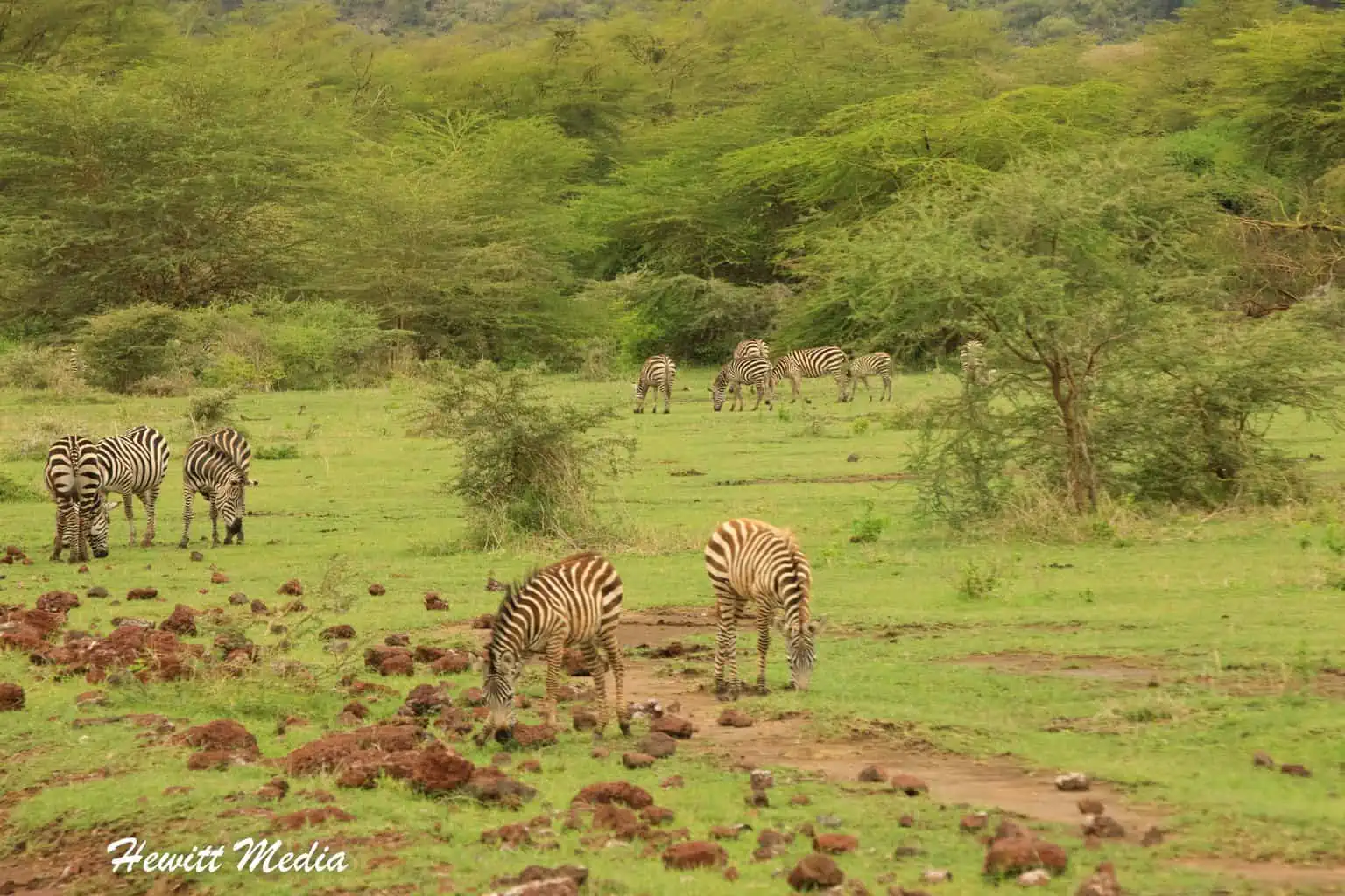 Lake Manyara Safari Tanzania