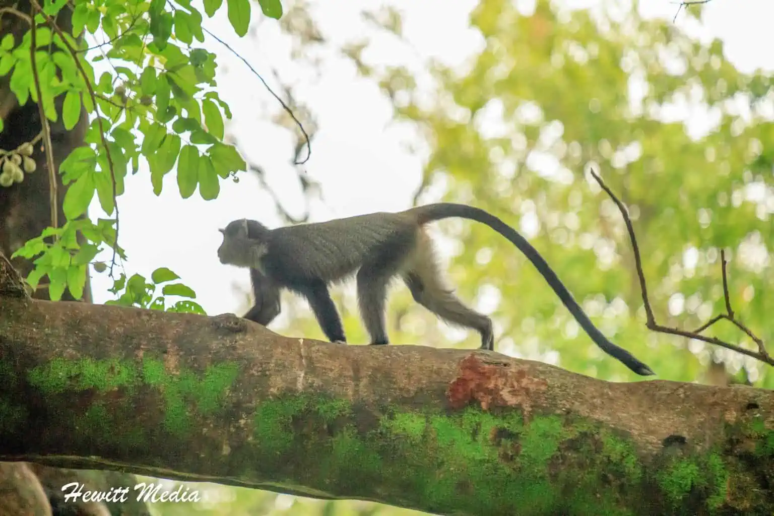 Lake Manyara Safari Tanzania