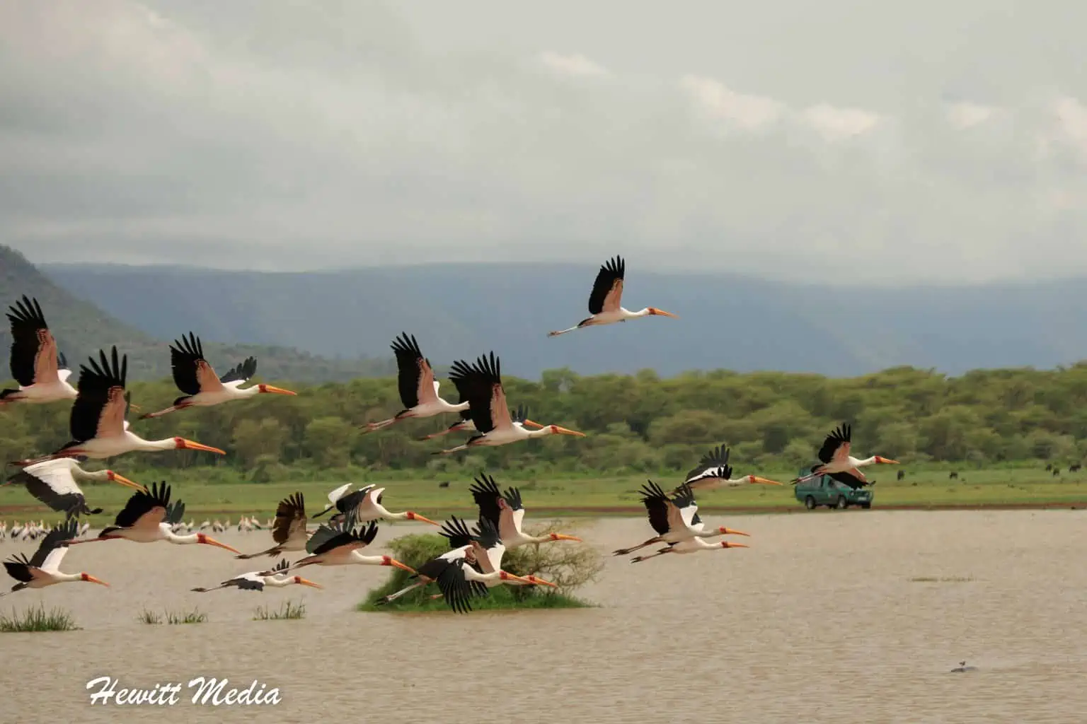 Lake Manyara Safari Tanzania