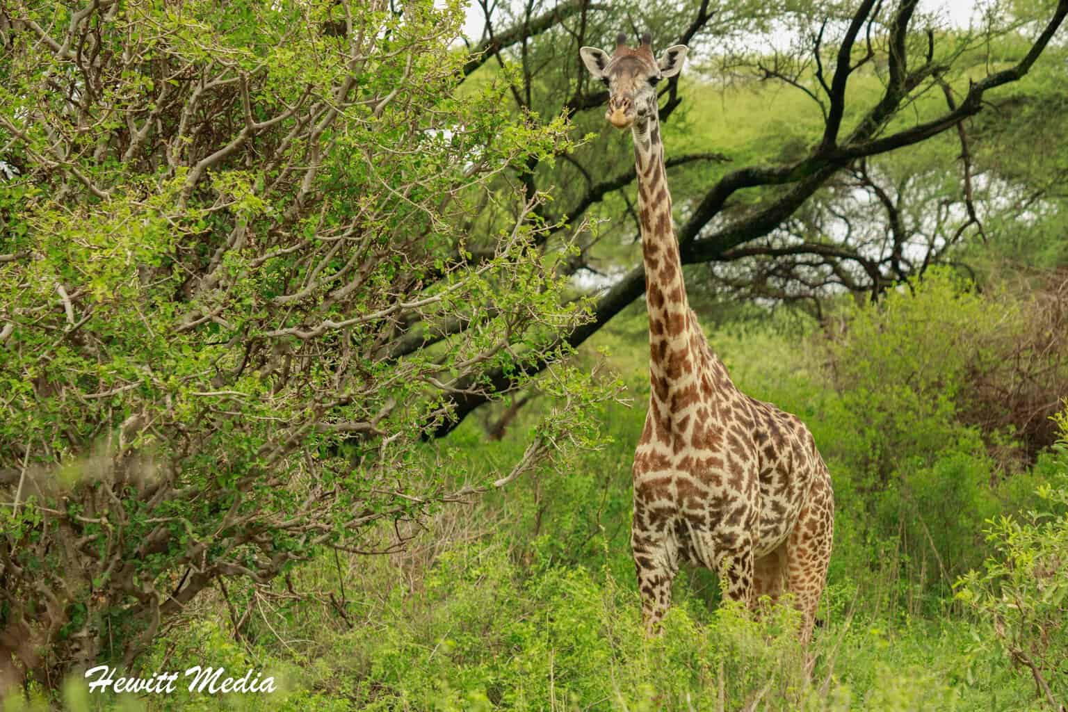 Lake Manyara Safari - Giraffe while on Safari
