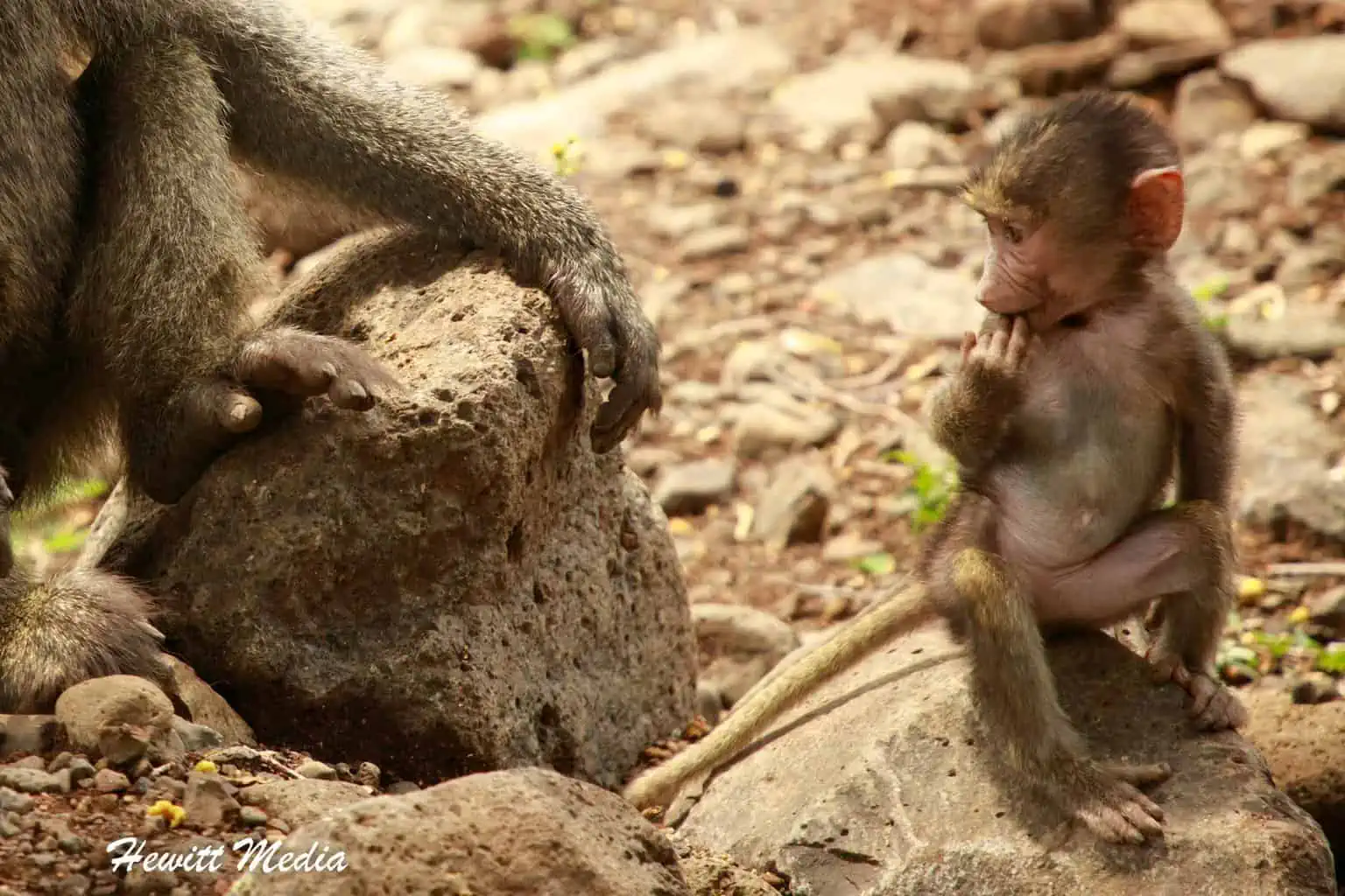 Lake Manyara Safari - Baboons