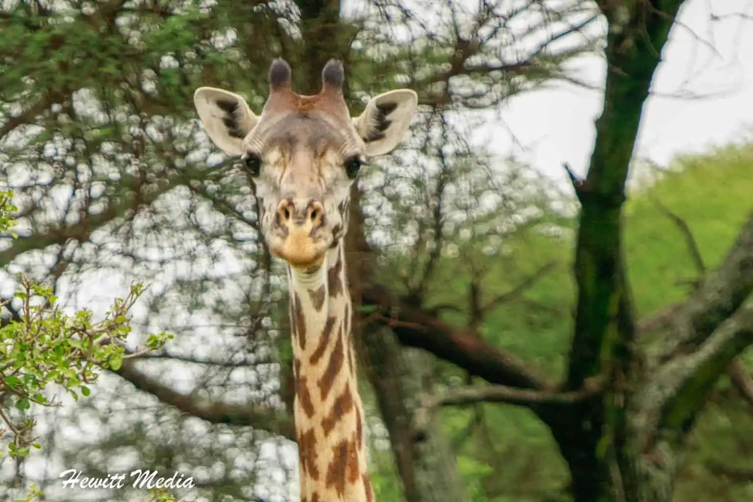 Lake Manyara Safari Tanzania