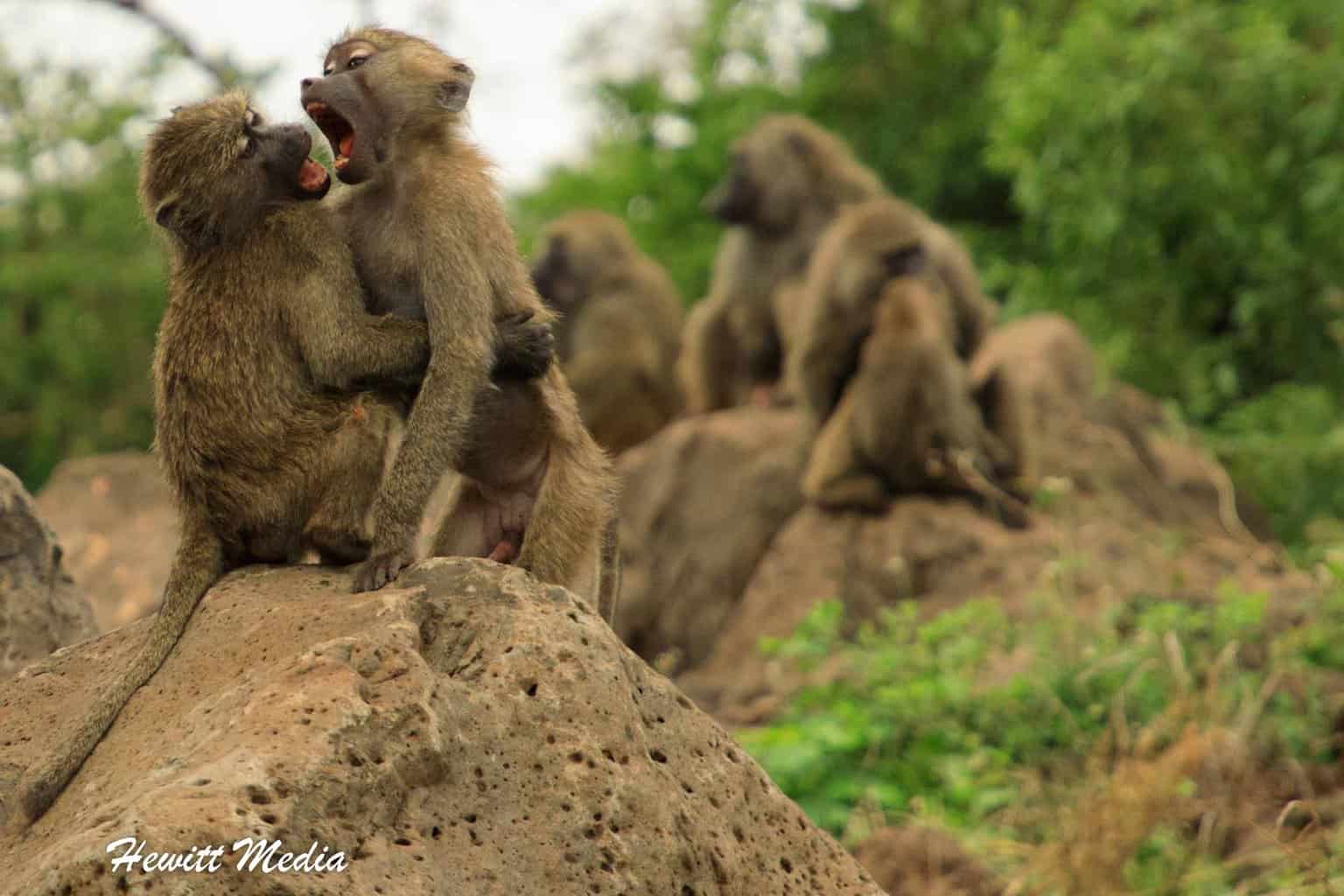Lake Manyara Safari - Baboons Wrestling