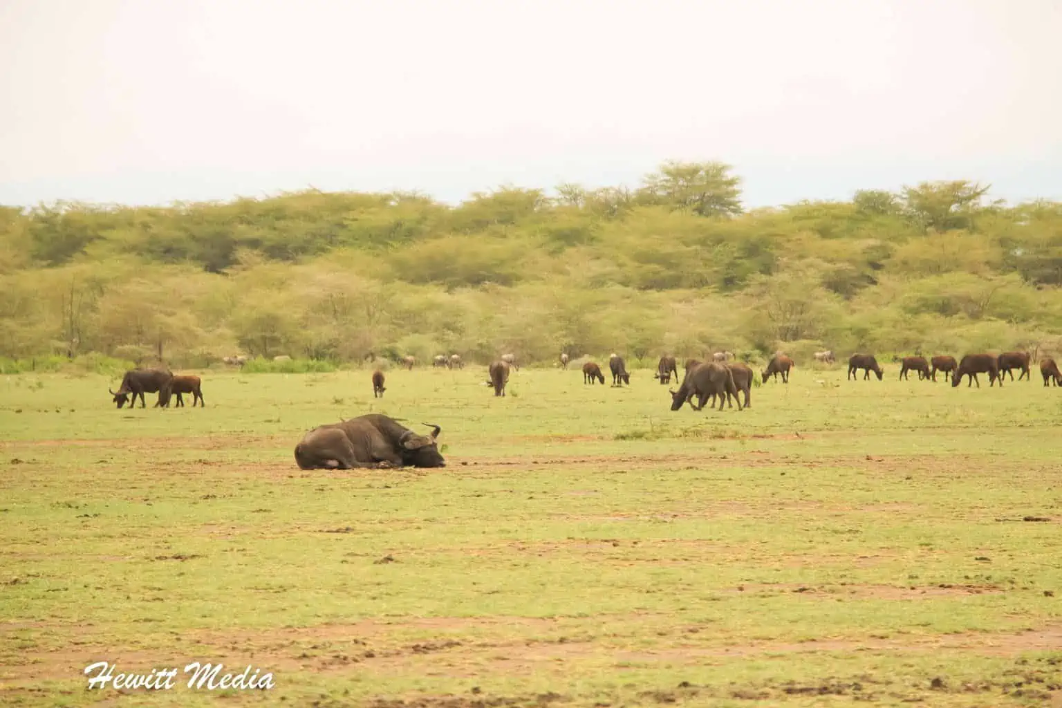 Lake Manyara Safari