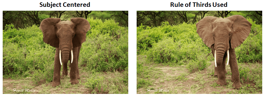 Photography Tips for Safaris - Using the Rule of Thirds
