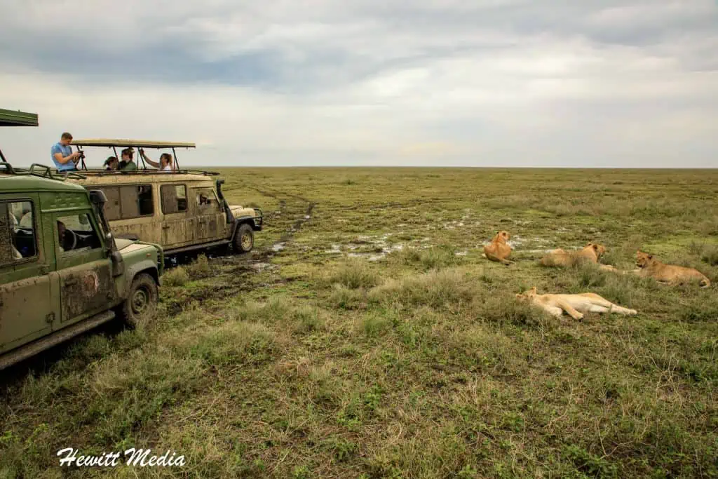 On safari in the Serengeti National Park in Tanzania