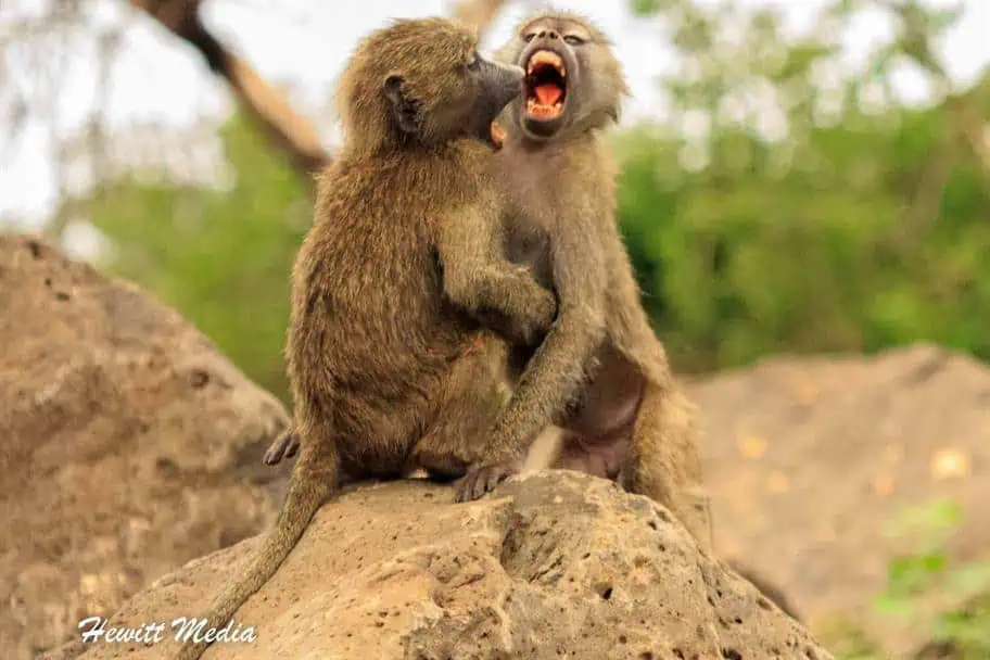 On Safari in Lake Manyara National Park in Tanzania Photography Tips for Safaris