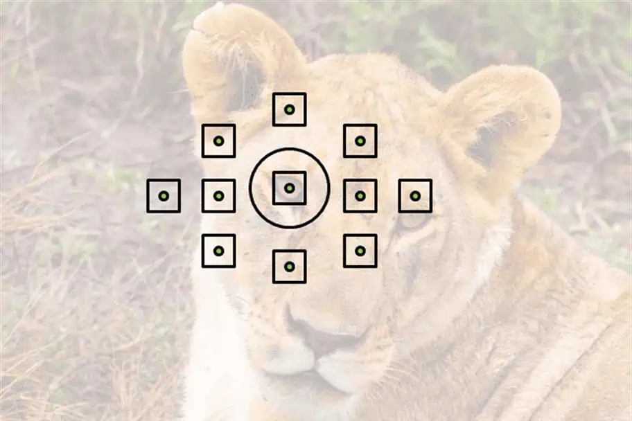 The Focus Point Should Be the Eyes Photography Tips for Safaris - Focus Point