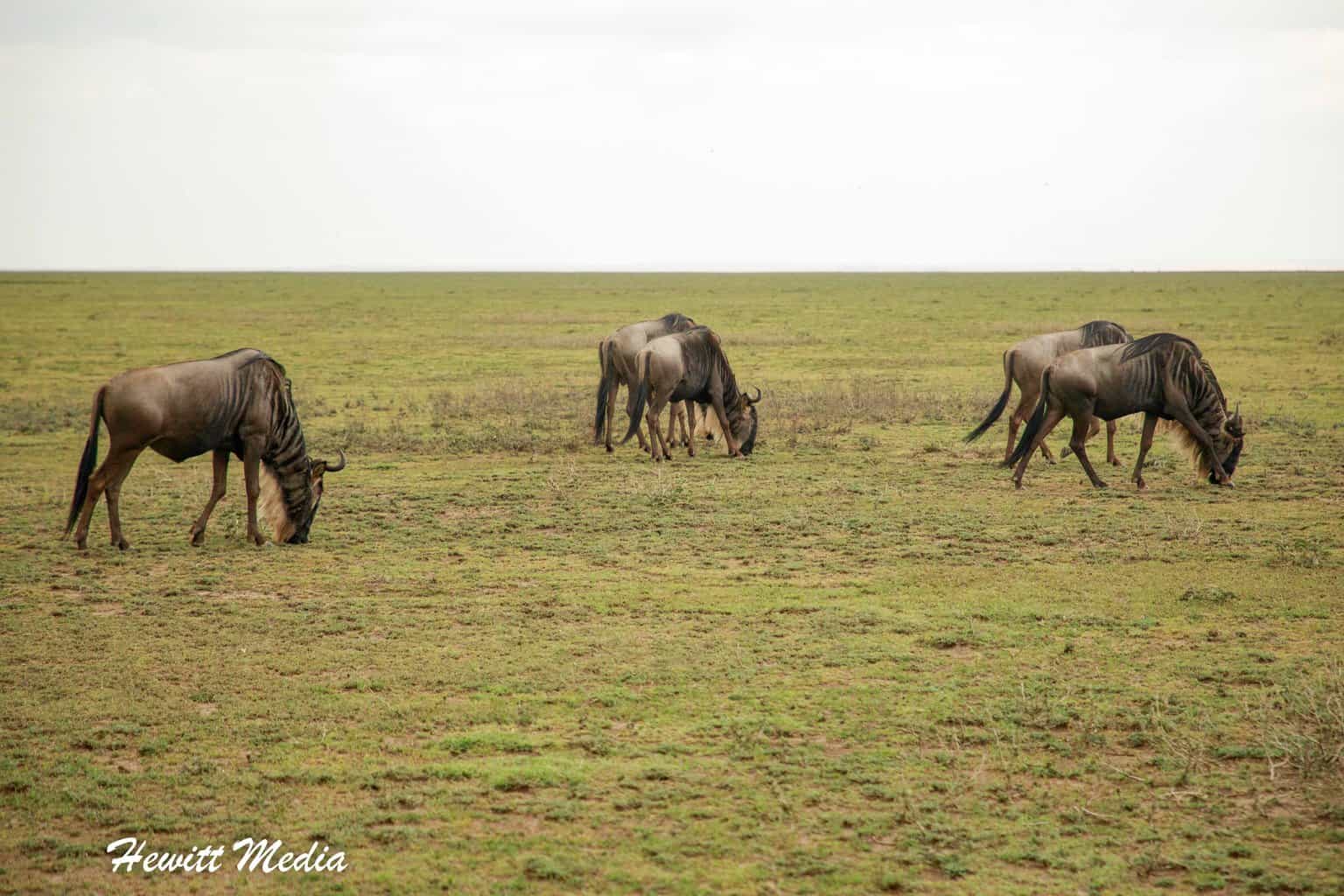 Top Travel Experiences - See the Great Wildebeest Migration in the Serengeti