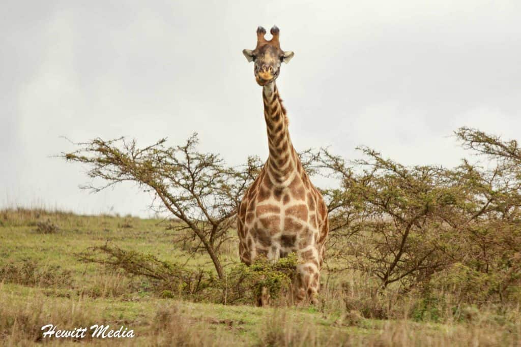 Tanzania Safari Itinerary - Serengeti National Park