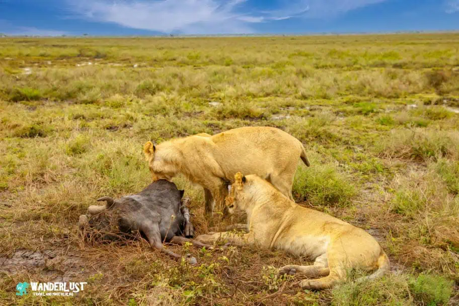Serengeti National Park Serengeti National Park