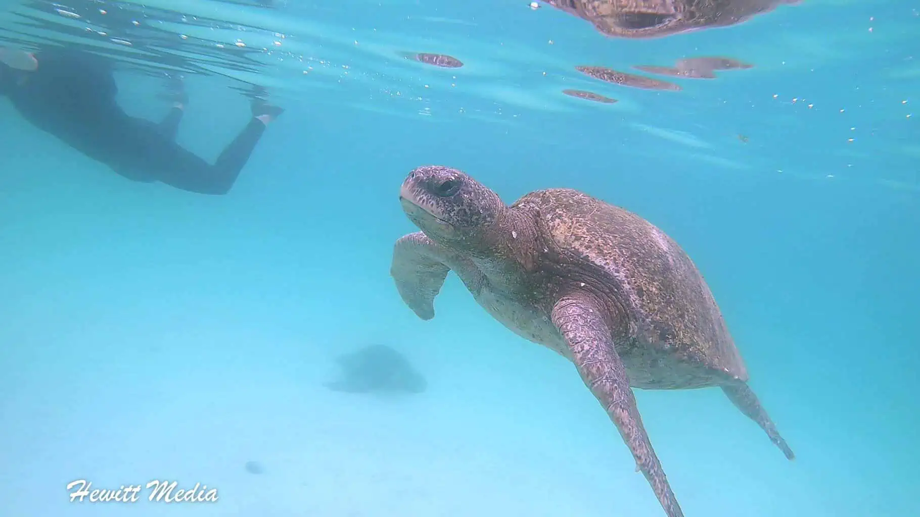 Galápagos Islands Sea Turtle with Red Filter