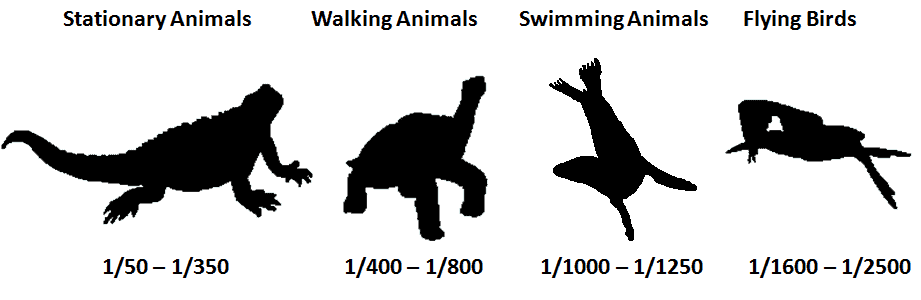 Shutter Speed Chart Galápagos Photography Guide - Shutter Speed Chart