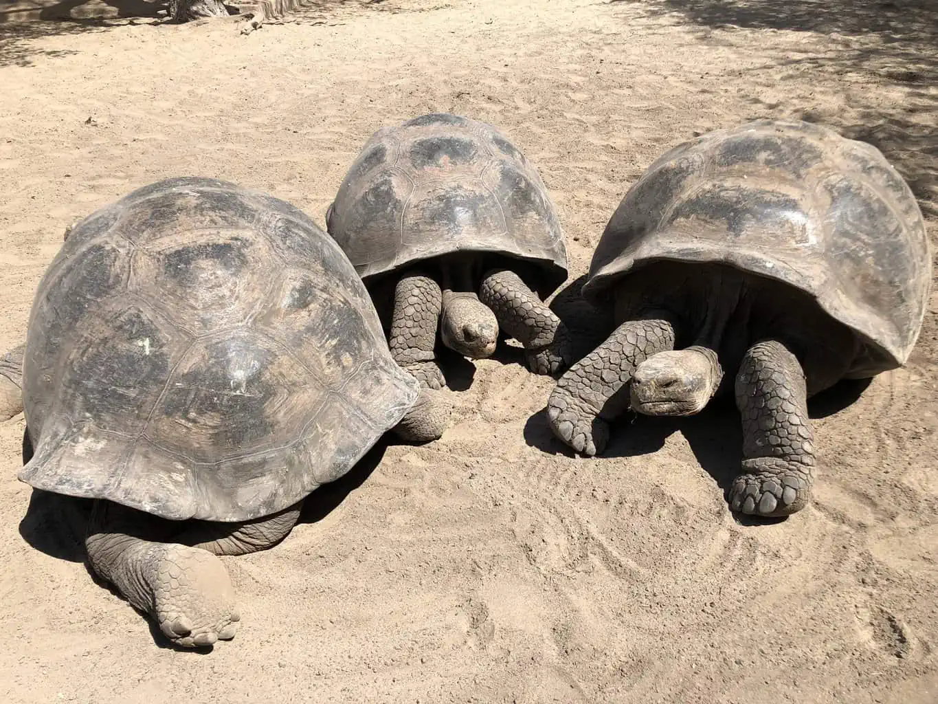 Galapagos Sea Turtles and Tortoises