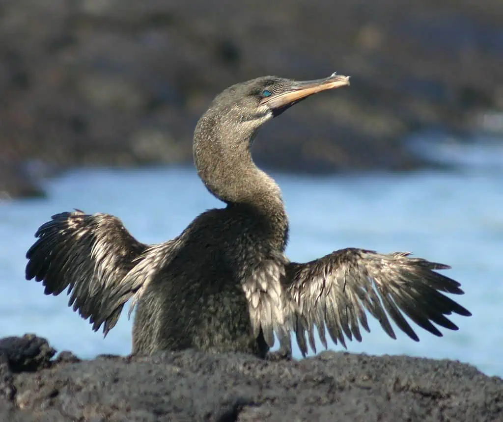 Galápagos Islands Wildlife Guide