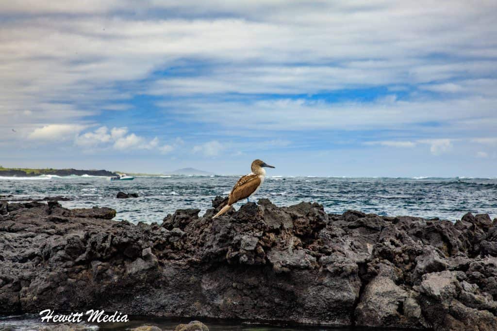 Visit the Galápagos Islands