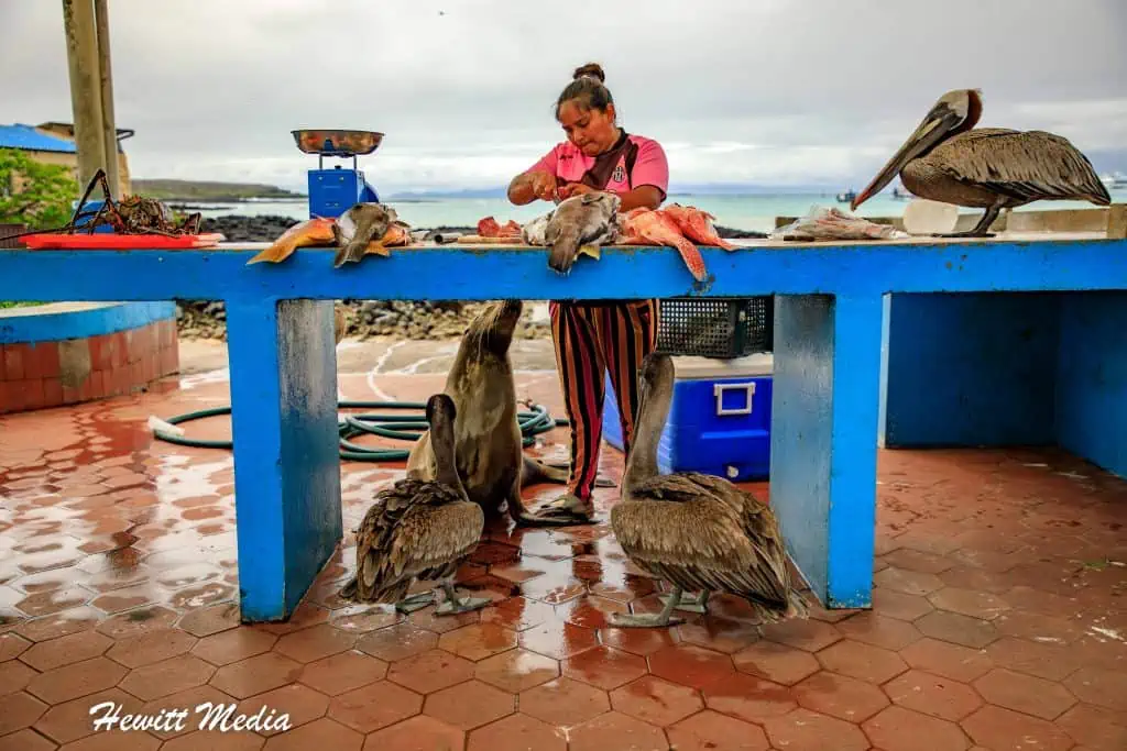 Visit the Galápagos Islands