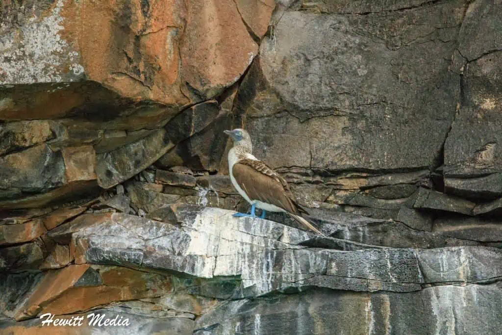 Visit the Galápagos Islands