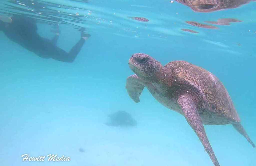 Galápagos Islands Sea Turtle with Red Filter Galápagos Islands Sea Turtle with Red Filter