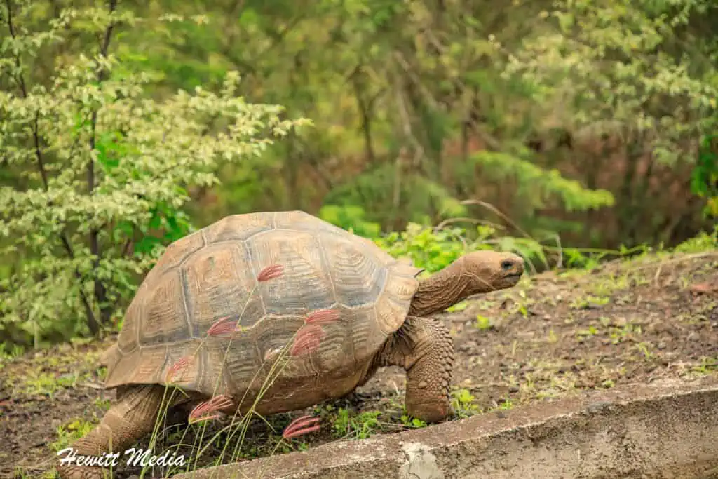 Visit the Galápagos Islands